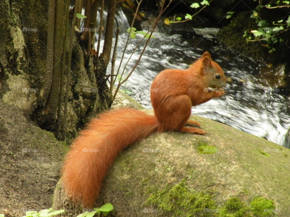 Red beauti, squirel, fluffy, tail