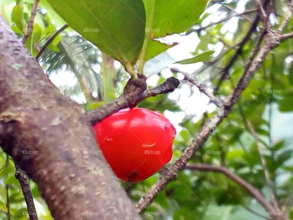 Cherry