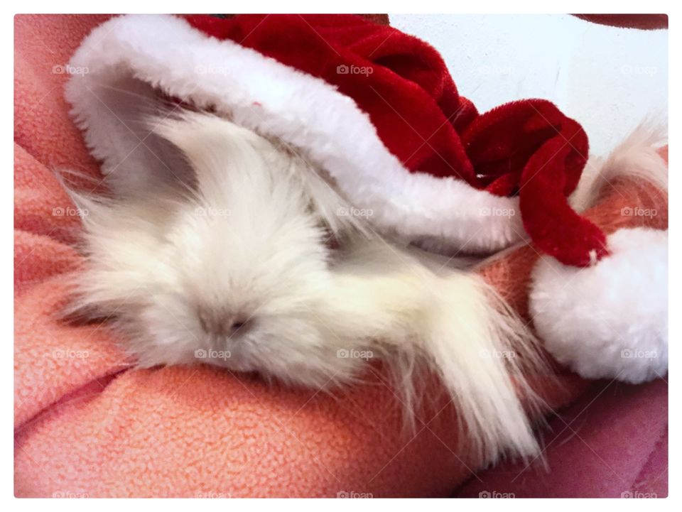 Christmas George white long haired guinea pig 
