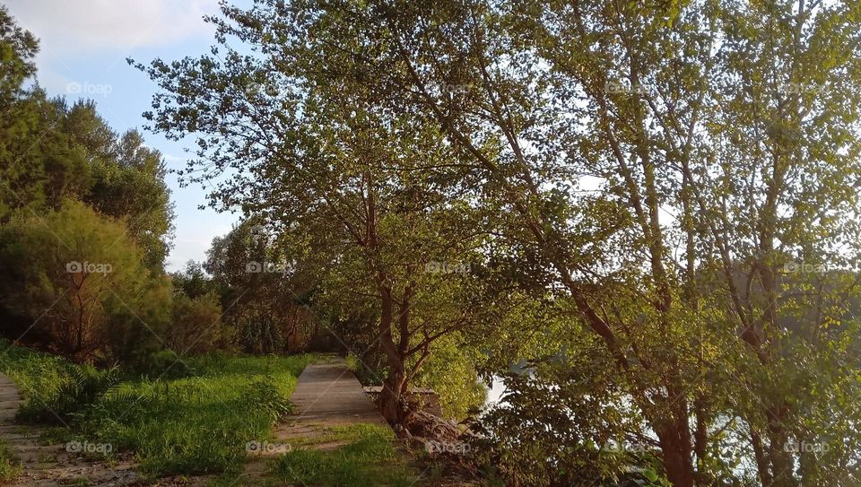 Lake and some trees 
Nature is Beautiful