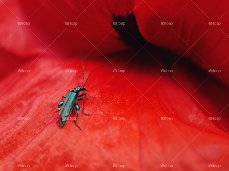 Tiny insect on poppy flower