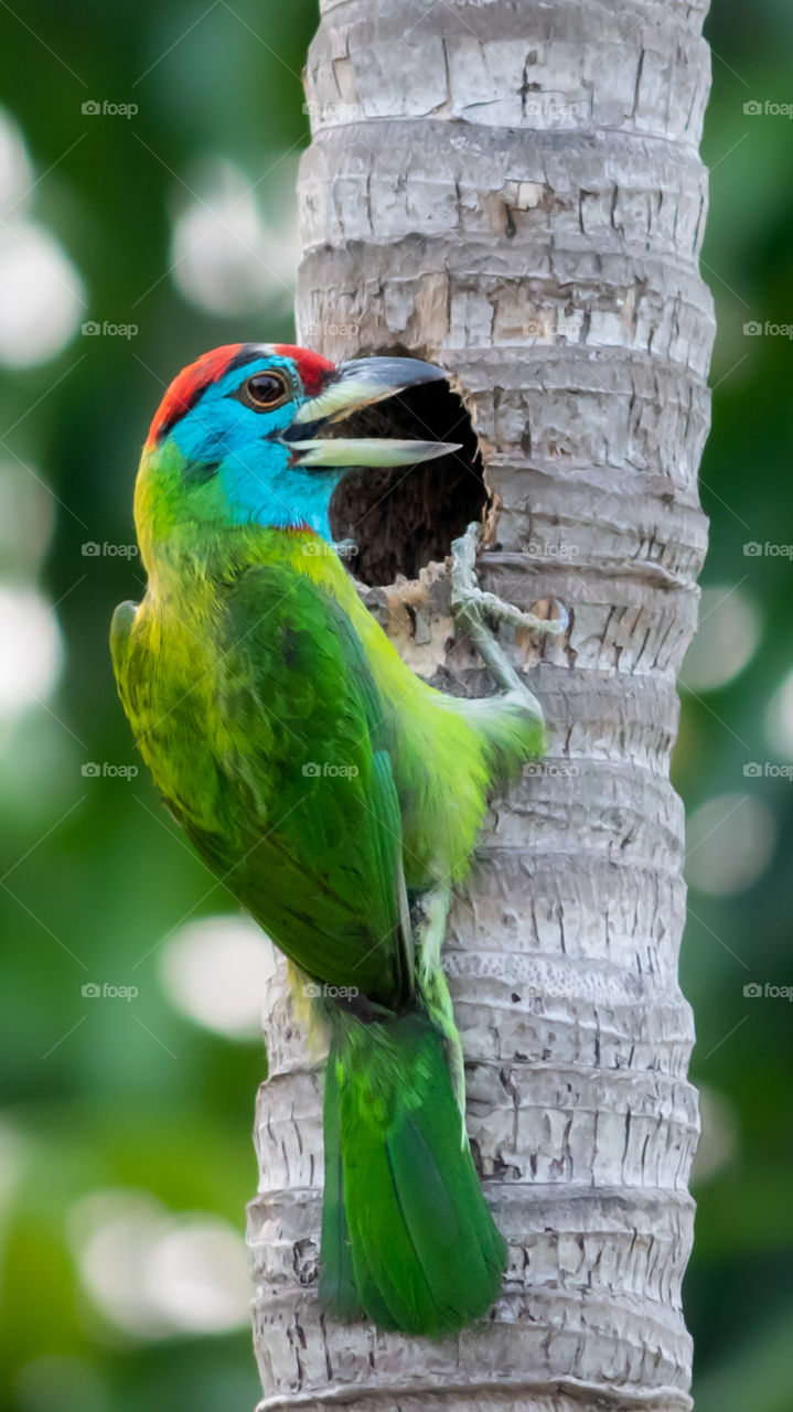 Blue Throated Barbet