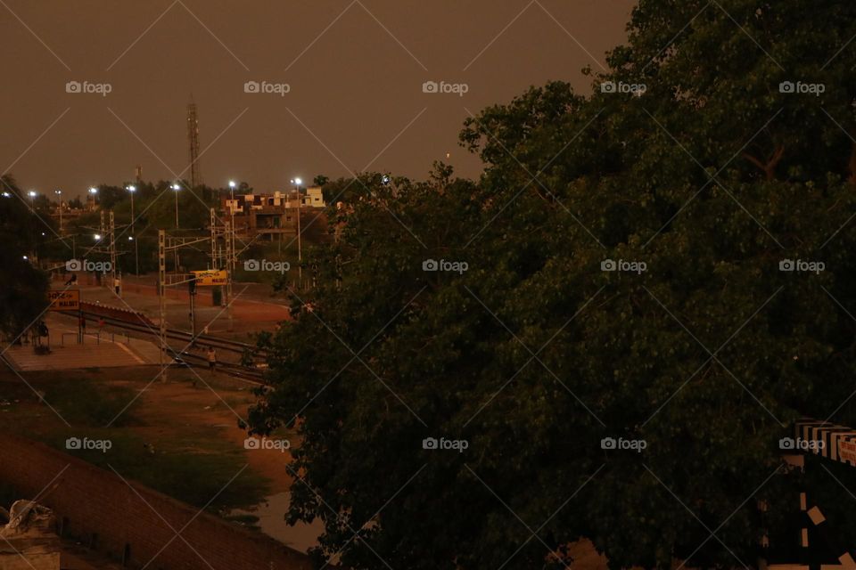 urban nature: plant in beautiful sunset
