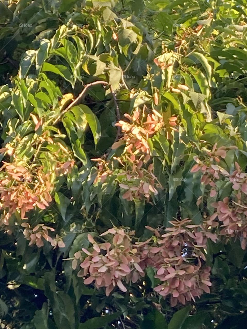 Árvore alta com folhas em queda sendo tomada por cipó com as cores do outono. 