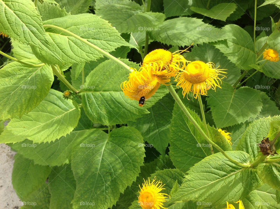 flowers yellow leaves bee by lexlebeur