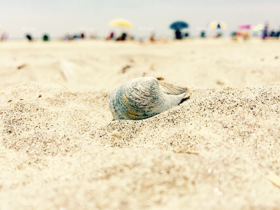 🐚 