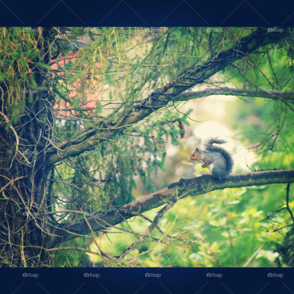 green nature trees squirrel by Charlielb