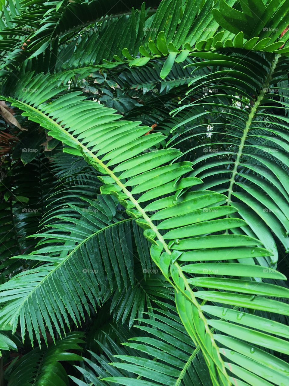 Leaf, Frond, No Person, Flora, Tree