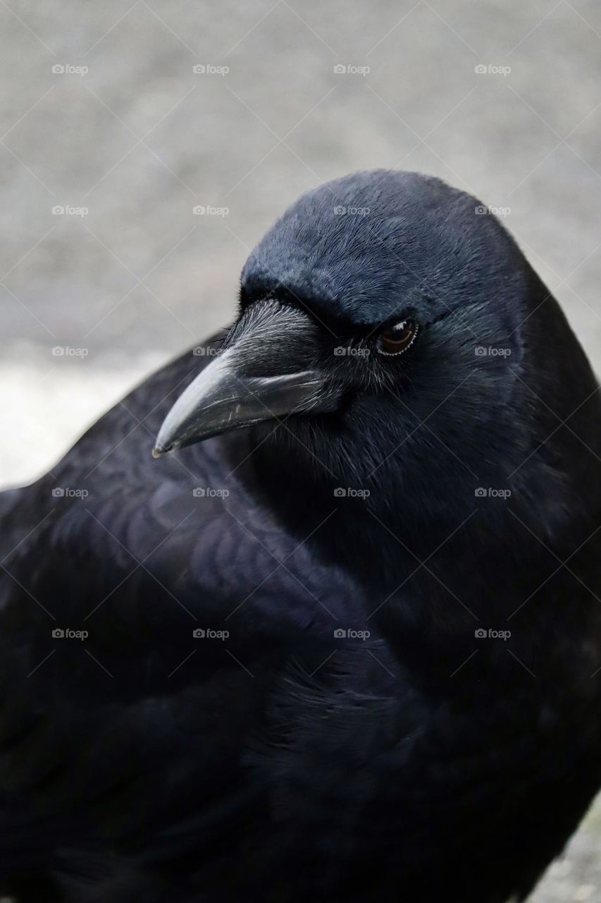 Beautiful subtle colors show through in the feathers of an American crow as it poses in the warmth of the sun