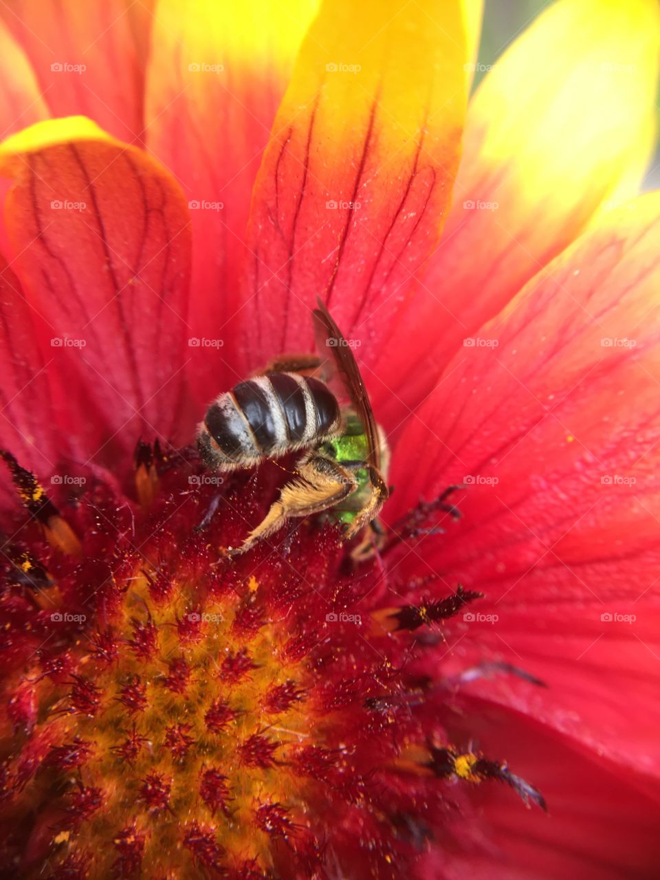 Green metallic bee