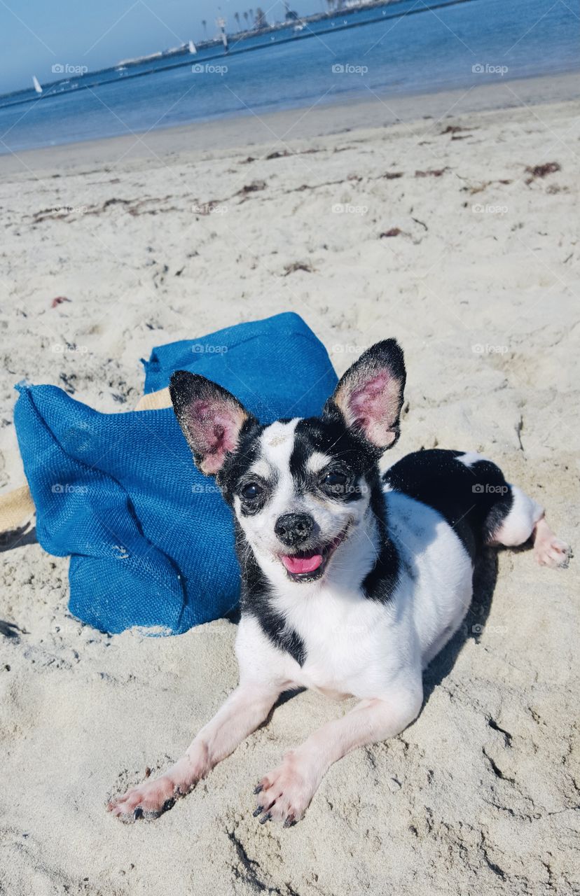 Smiley pup faces always make me smile 😊