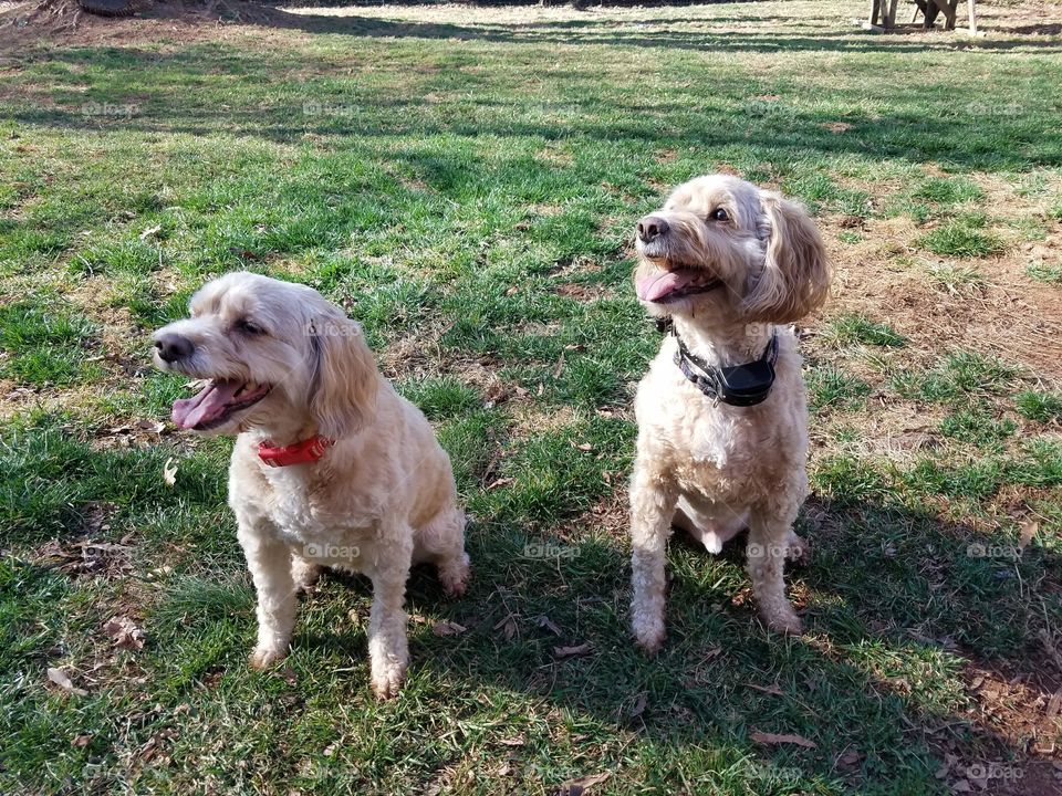 two cockapoo litter mates out of breath after a fun fetch session in the back yard