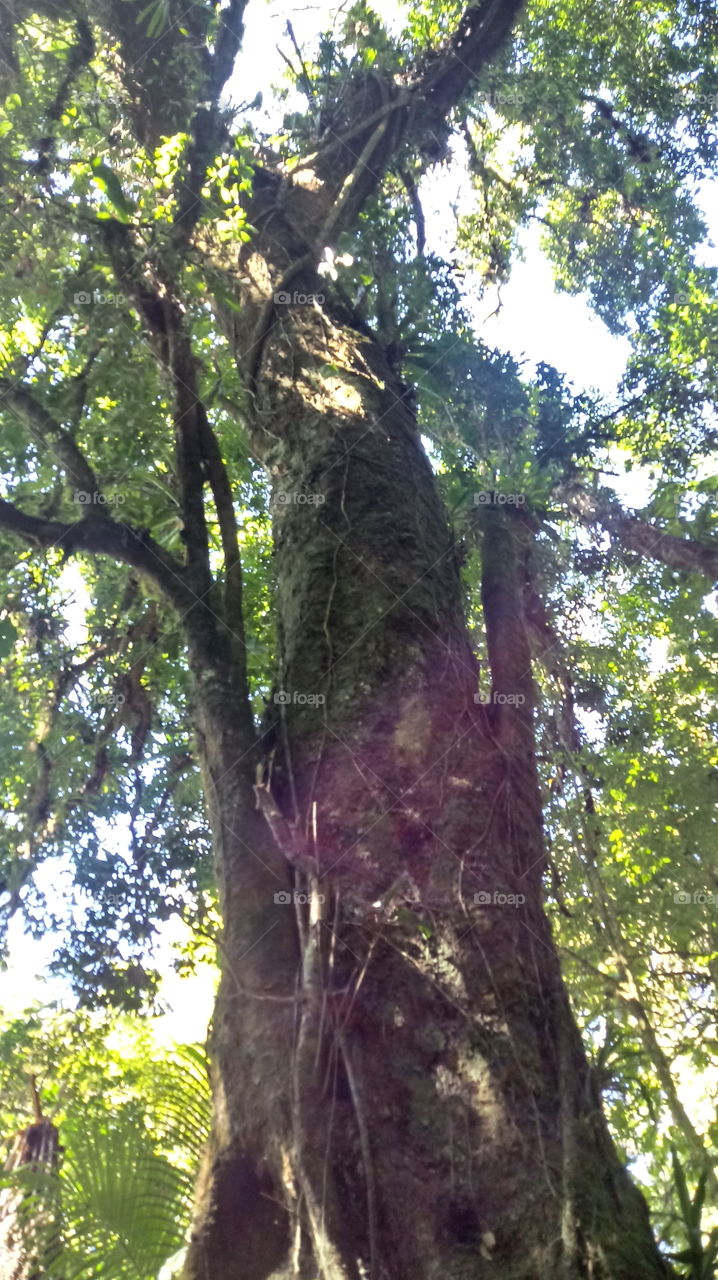 TRONCO DE ÁRVORE ANTIGA