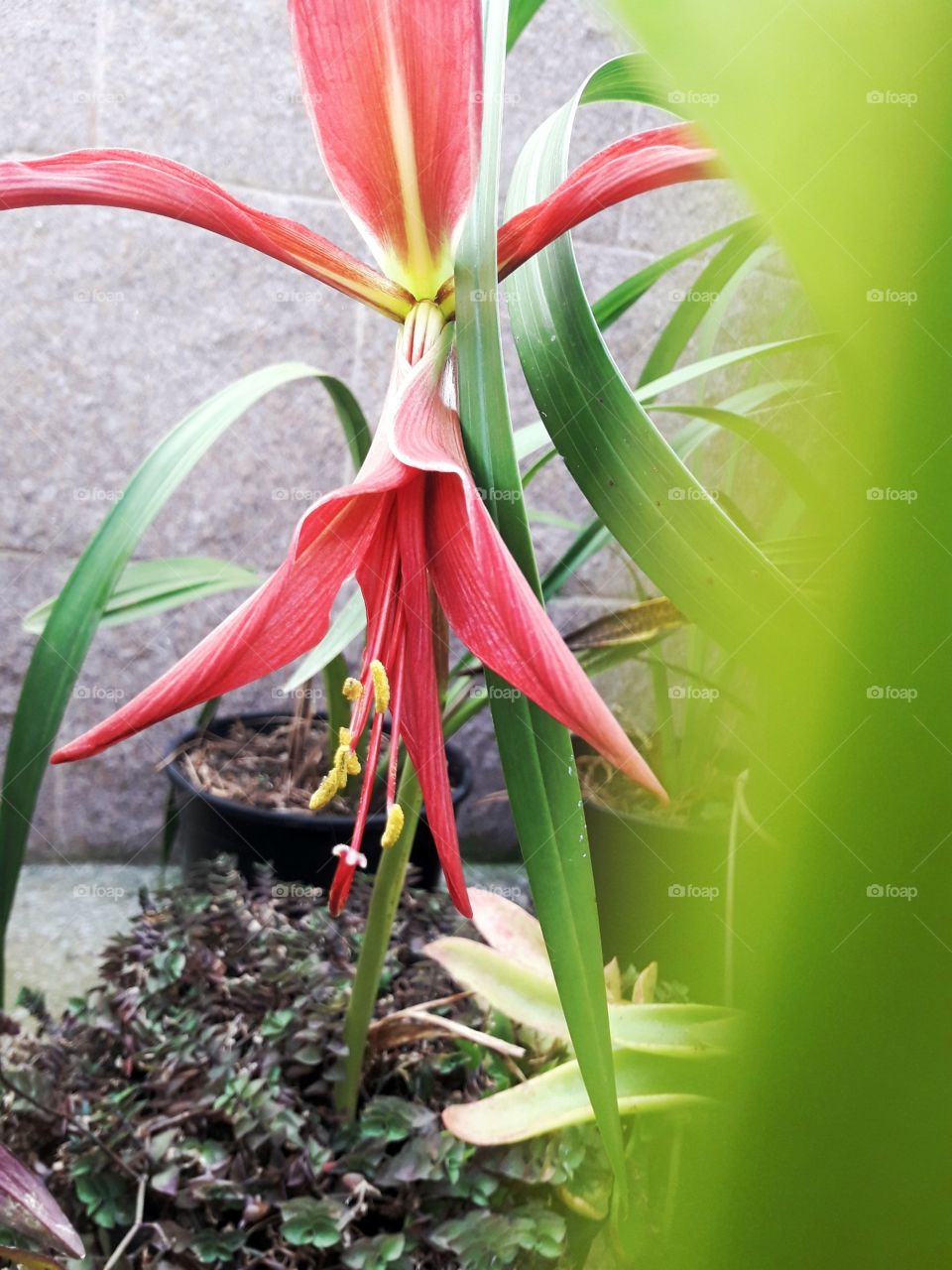 exotic spring red flower with inusual shapes and other plants