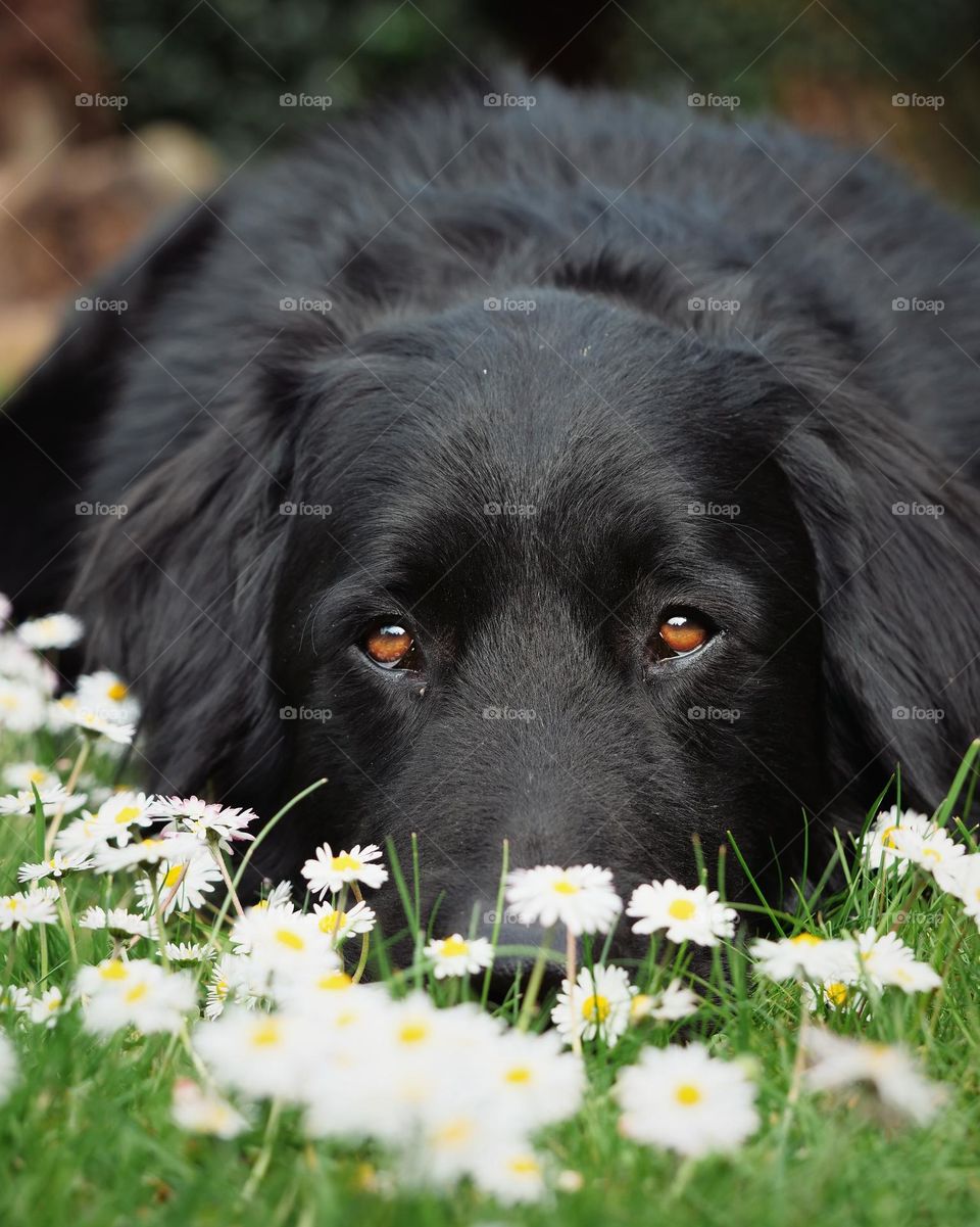 Beautiful daisy flowers