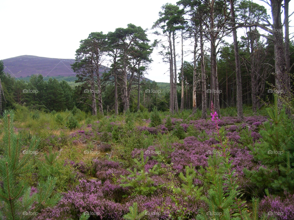 heather pine forest cairngorm national park scotland by martinfarmer