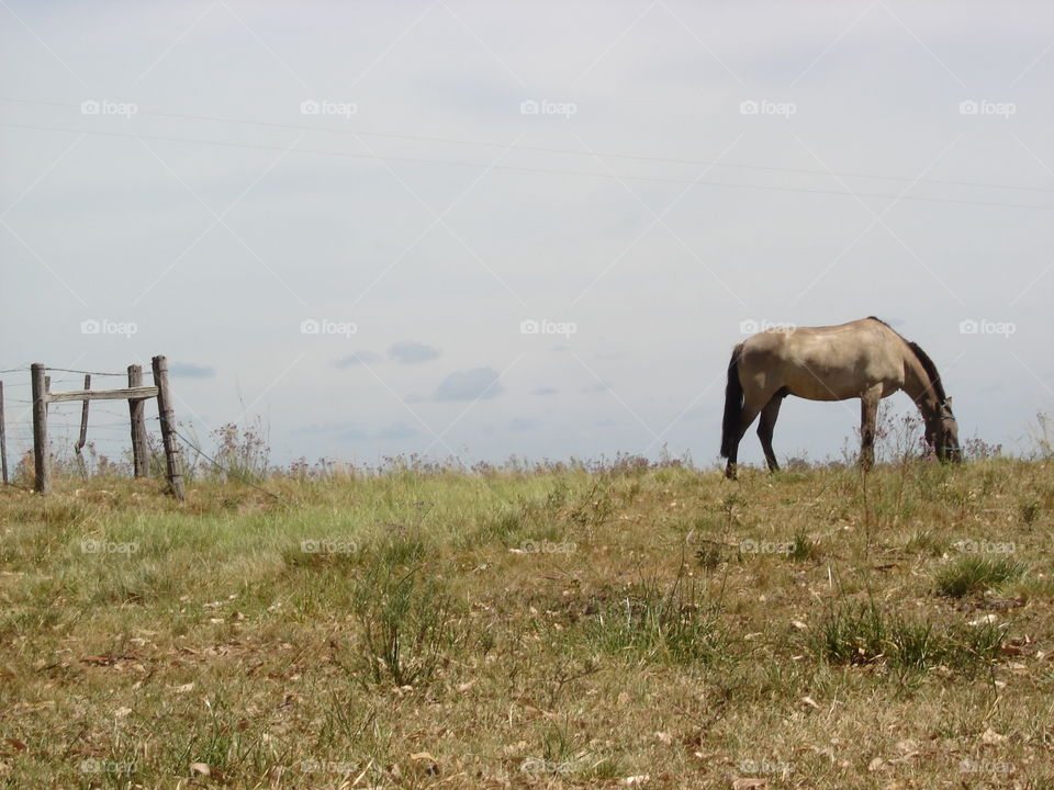 Lonely Horse.