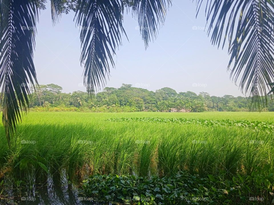 Beautiful Paddy fields