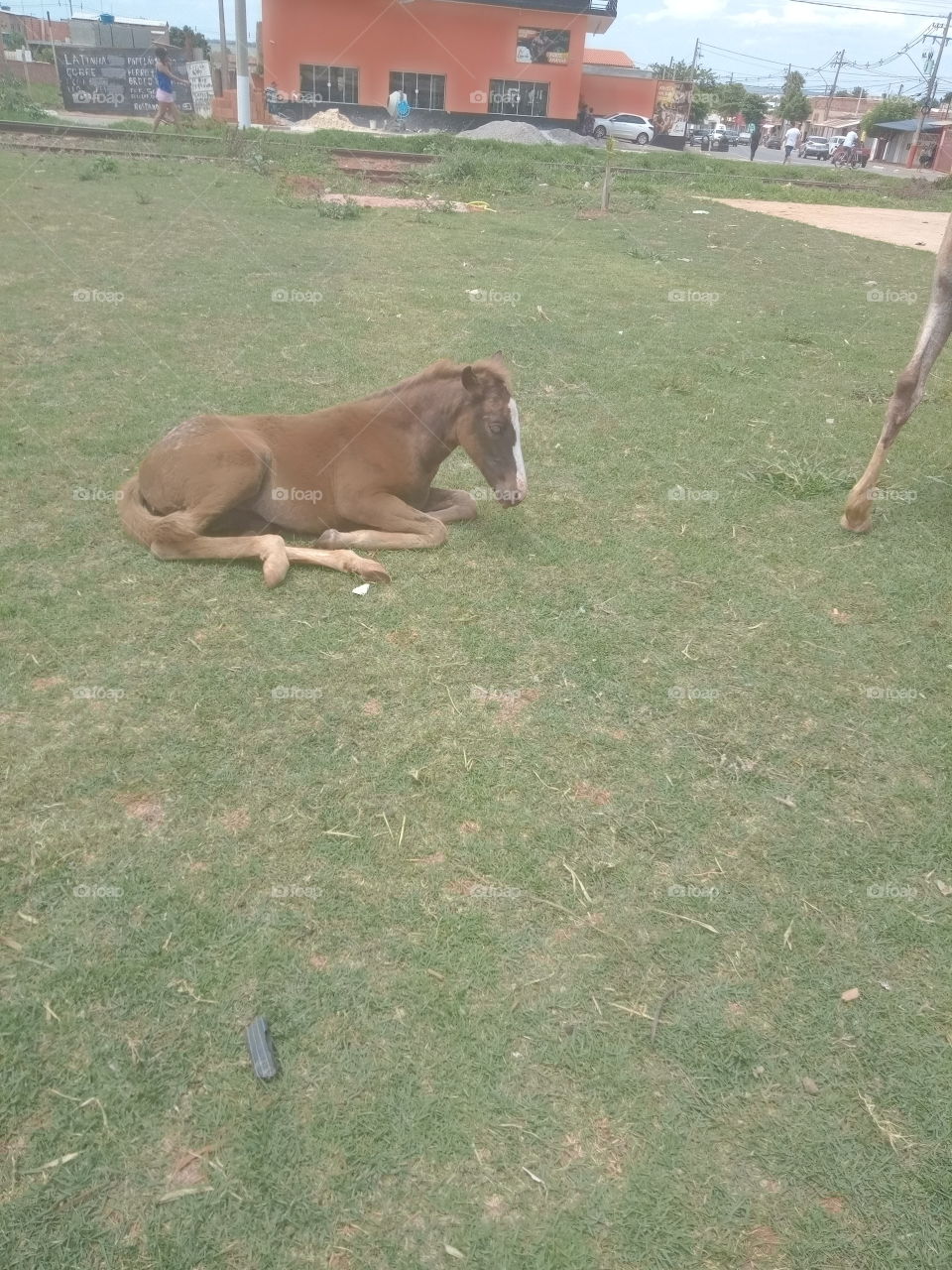 Editors'Choice Photo of the week : Potro deitado na grama, enquanto seus pais estão à procura de alimentos