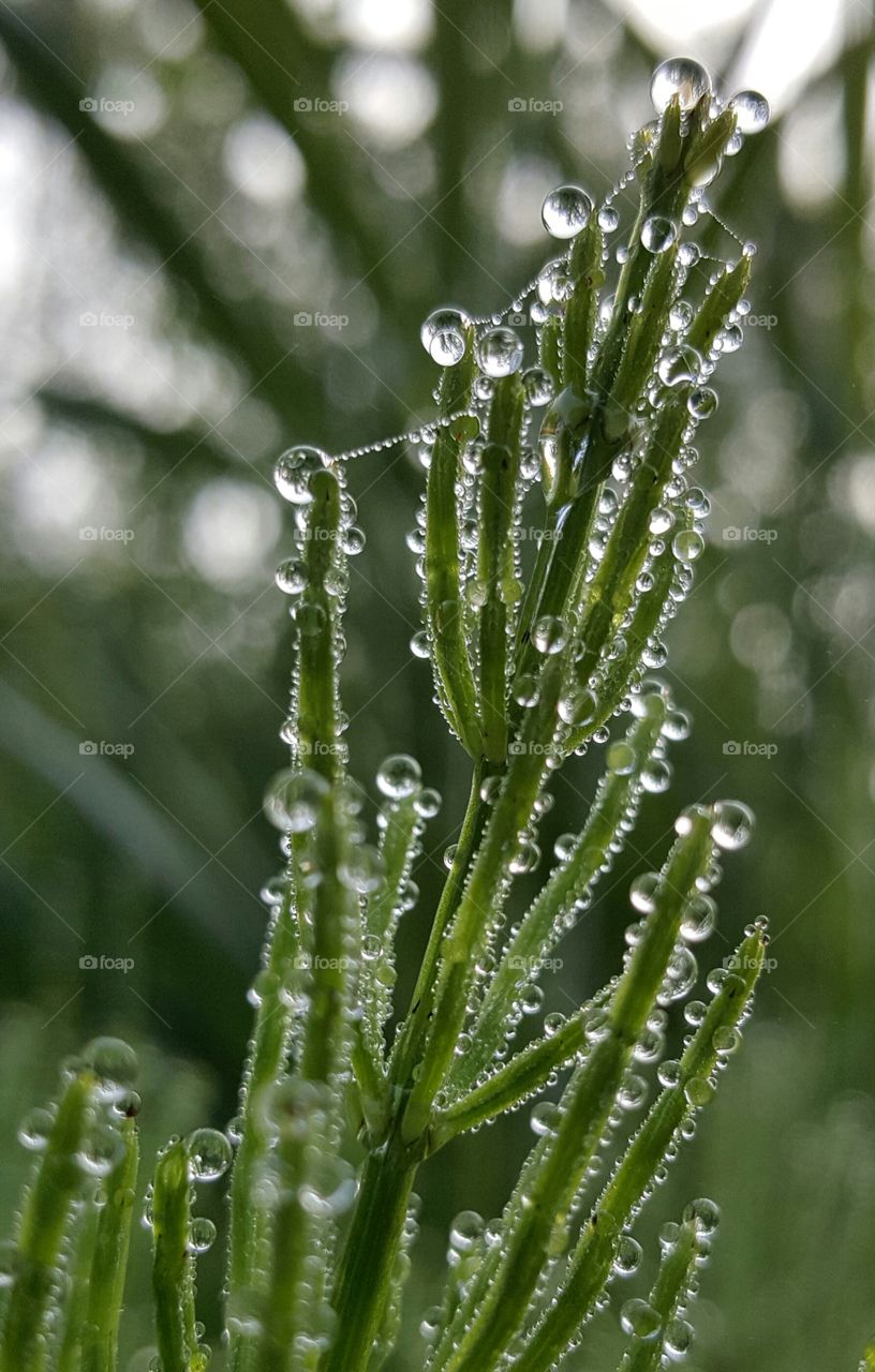 Water drops on plant