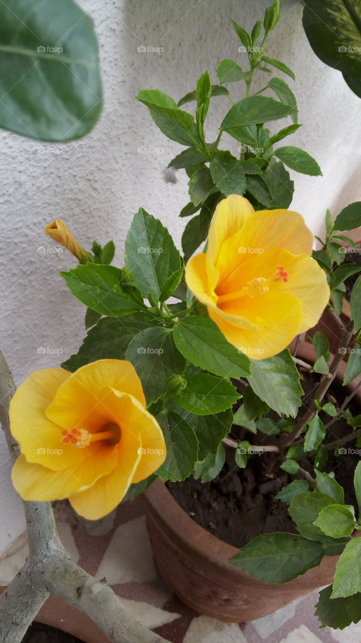 flowers at my home