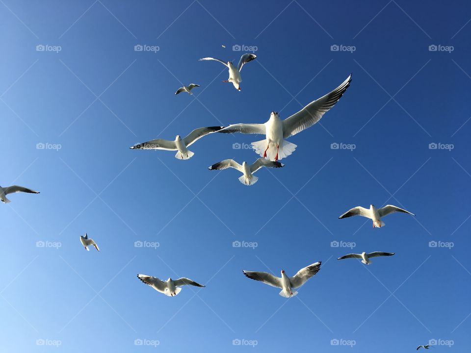 Seagulls at Bosforus
