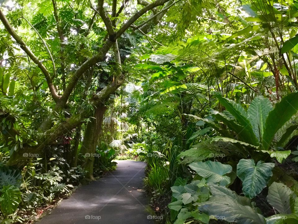 Pathway at Hawaii Tropical Botanical Garden