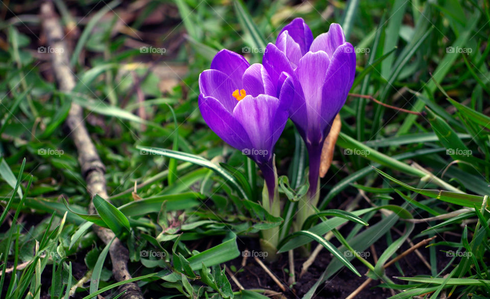 Closeup of purple crocuses growing on grassy field.