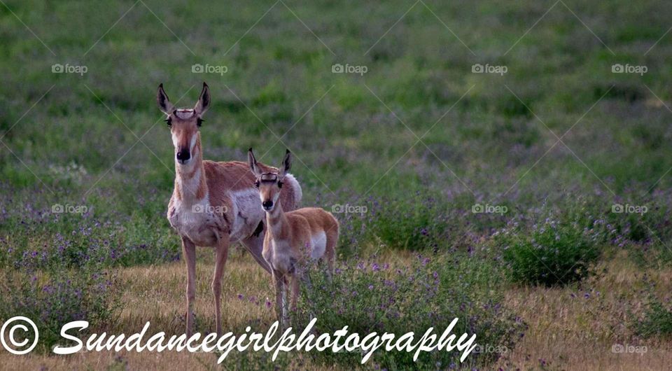 Pronghorn with  fawn