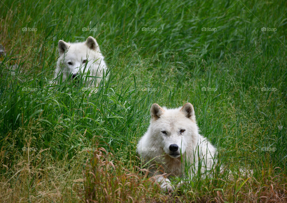 Arctic wolves on guard