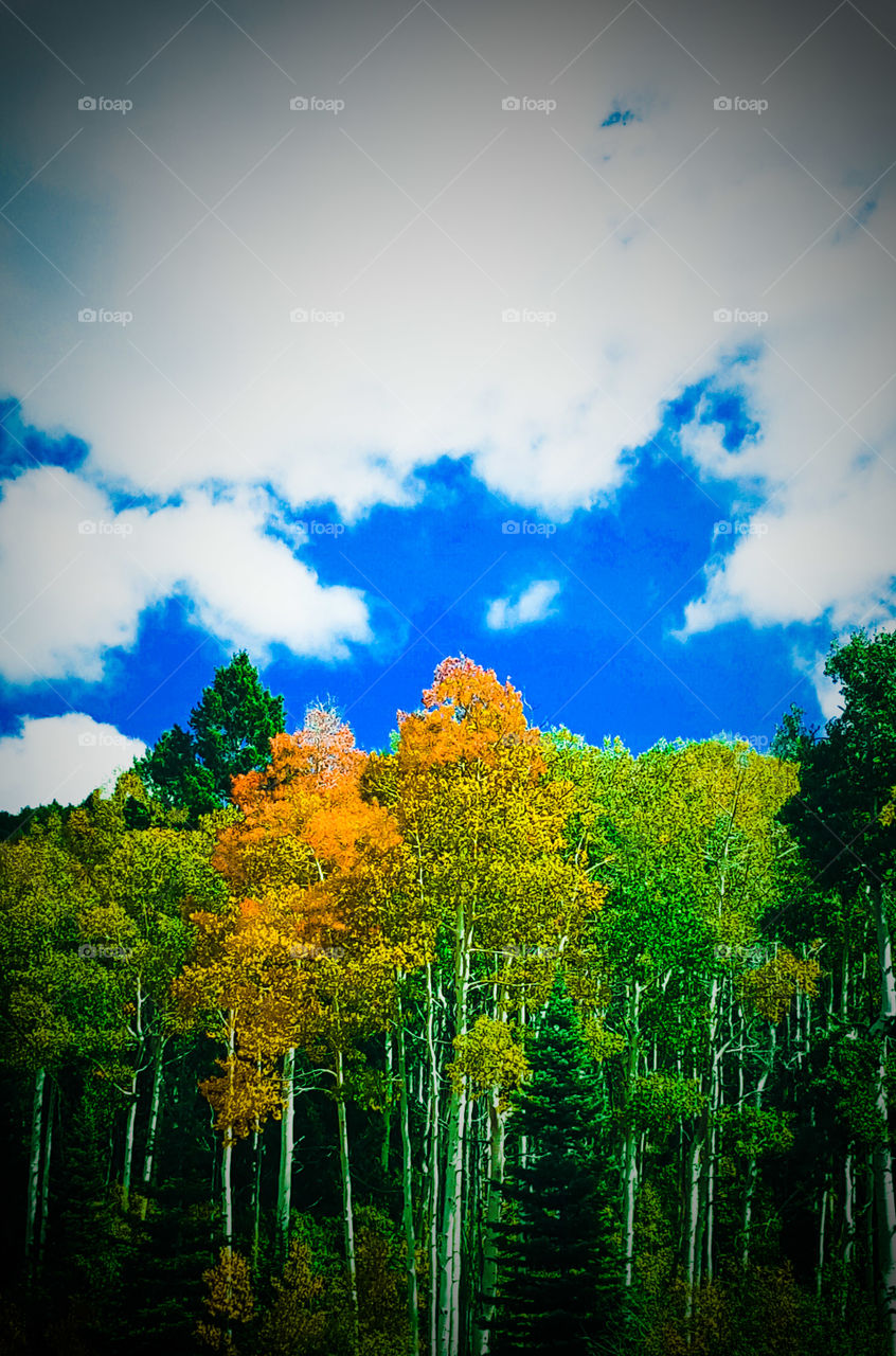 NM colors of Fall