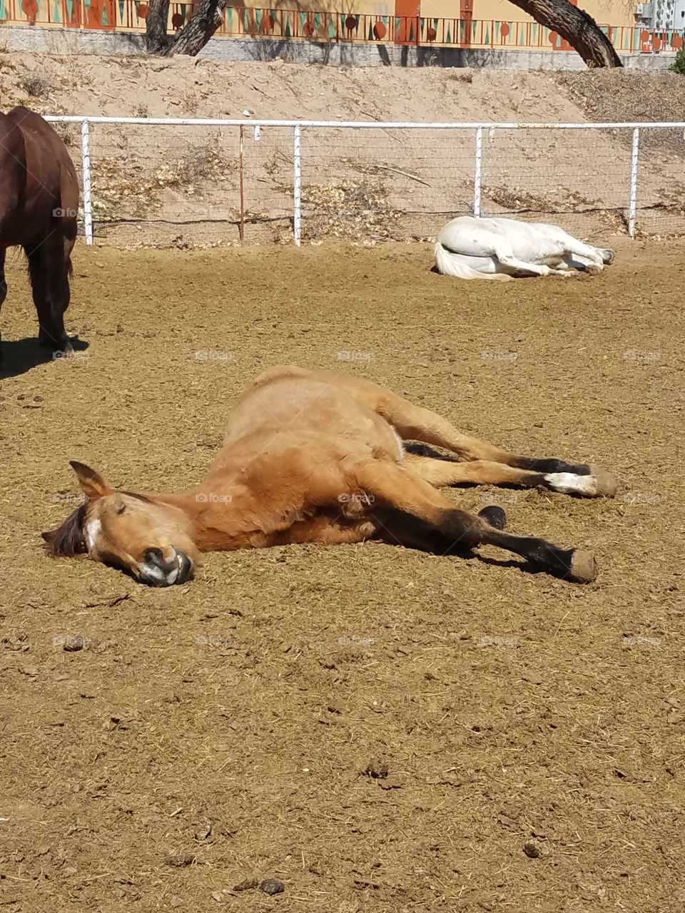 Sleeping horses