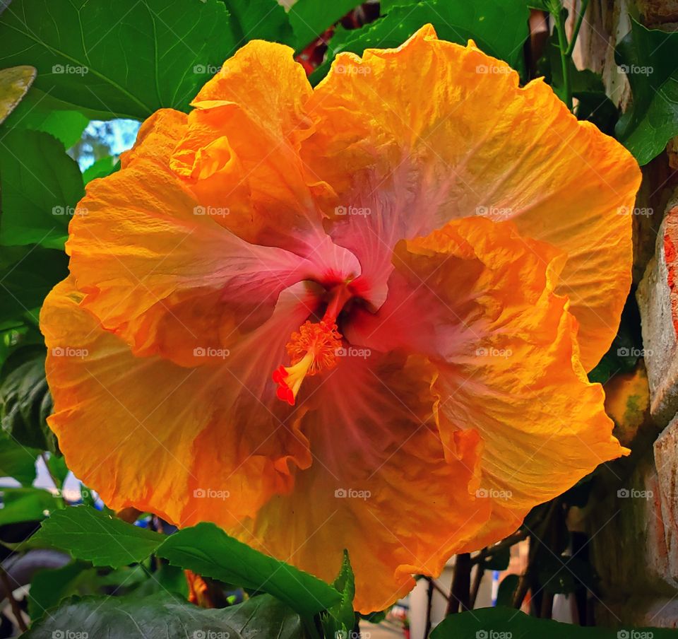 hibiscus