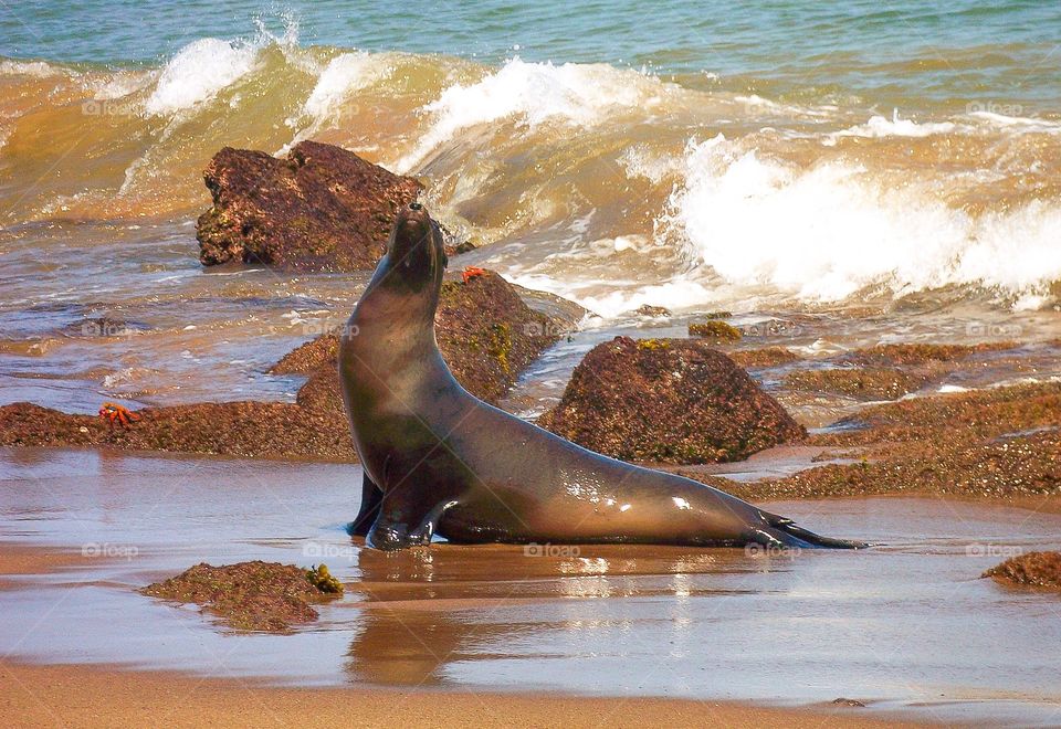 Galapagos sea lions are very social, loud and playful!  They are often seen sun-bathing on the sand or rocks. Thy are slightly smaller than the California sea lions. 