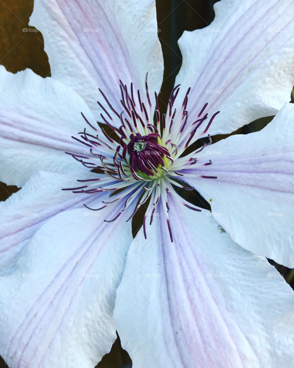 clematis 