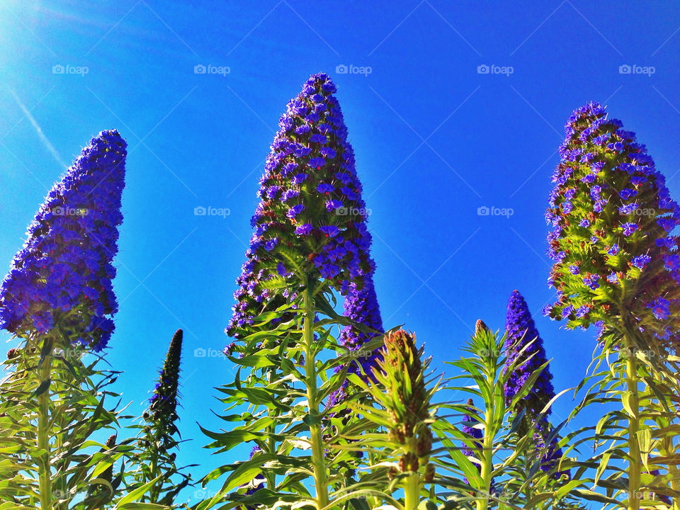 Flowering edible wild purple echium plant in coastal California