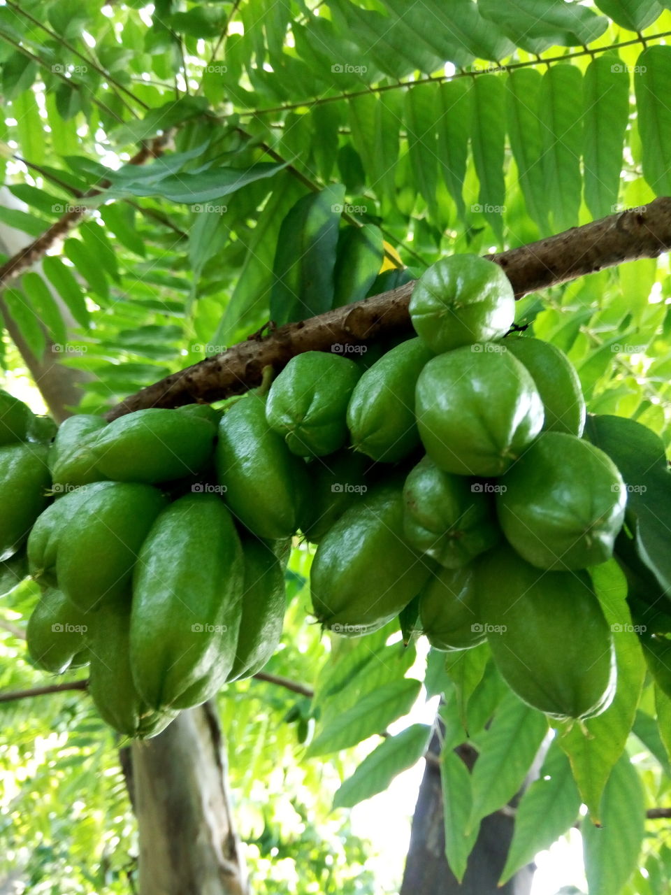 Fruit, Leaf, Nature, Food, Tropical