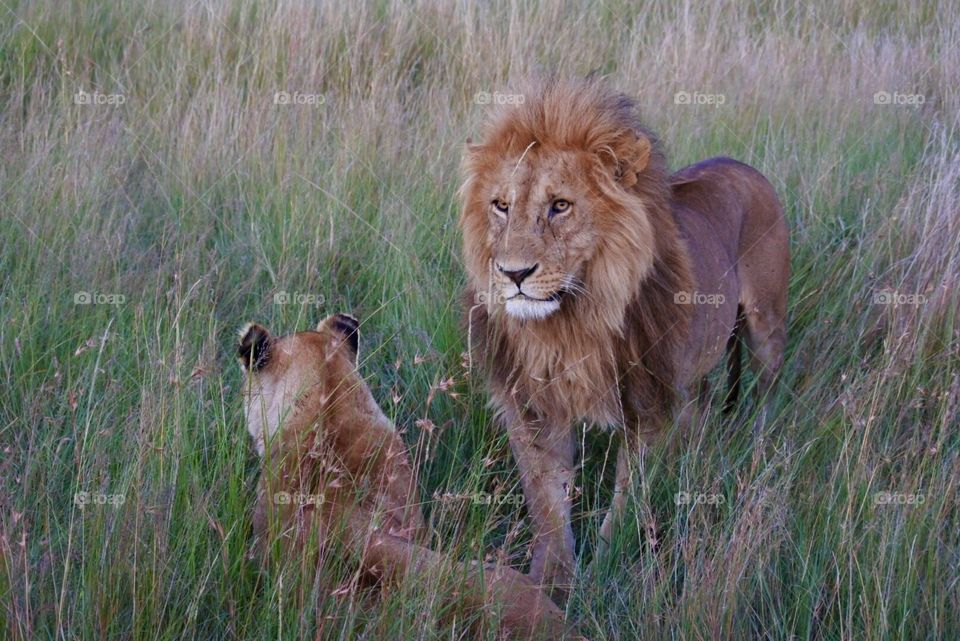 Lion lovebirds 