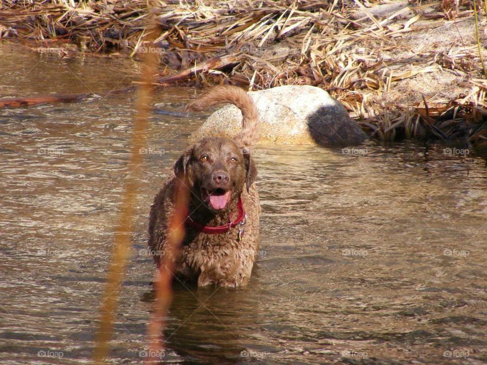 Chesapeake Bay Retriever. A dog's day