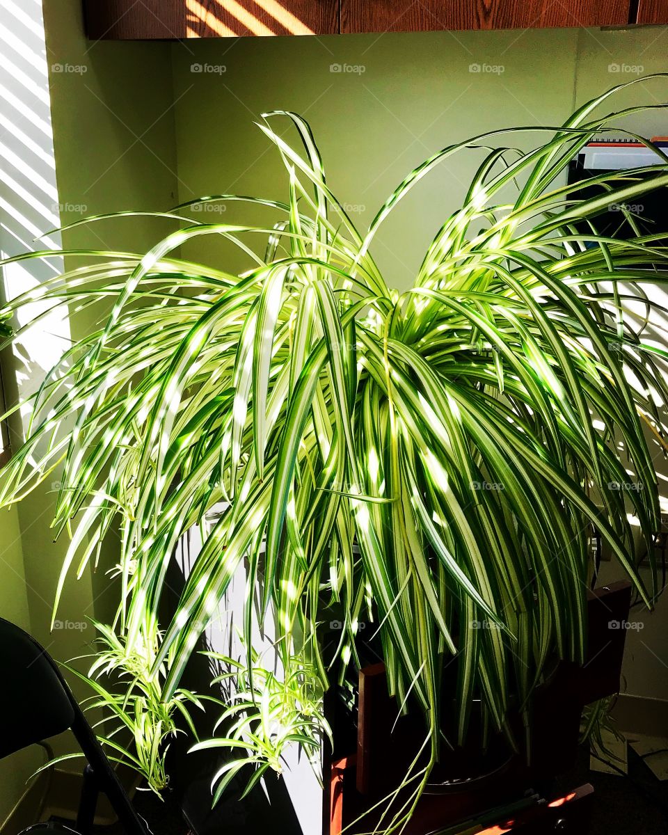 Giant green spider plant in the sunlight 