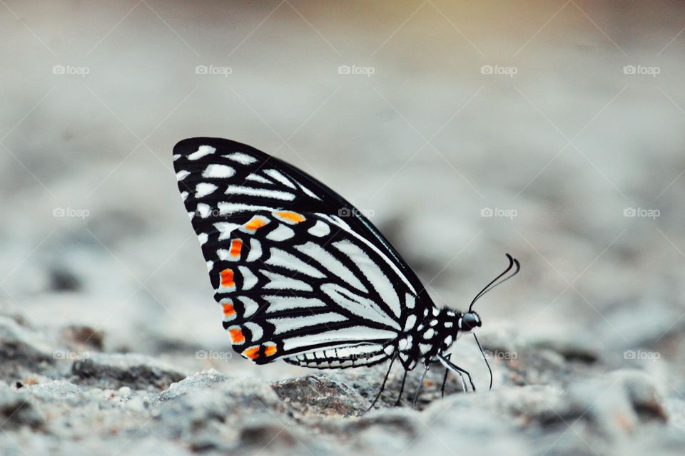 black and white butterfly