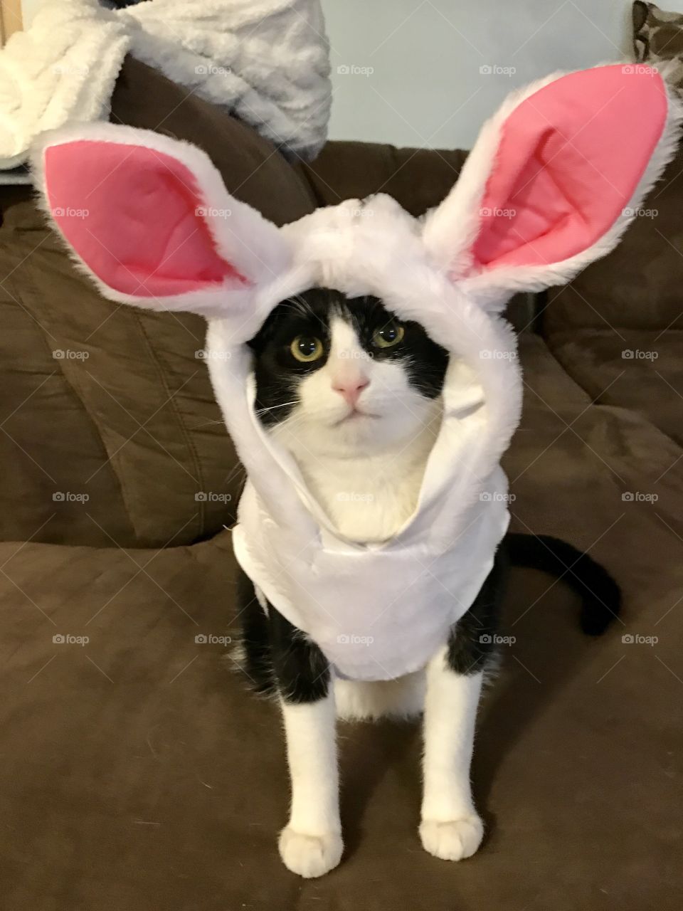 Audition for Easter Bunny