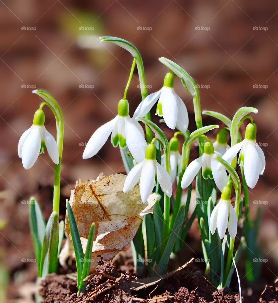 spring Snowdrops flowers