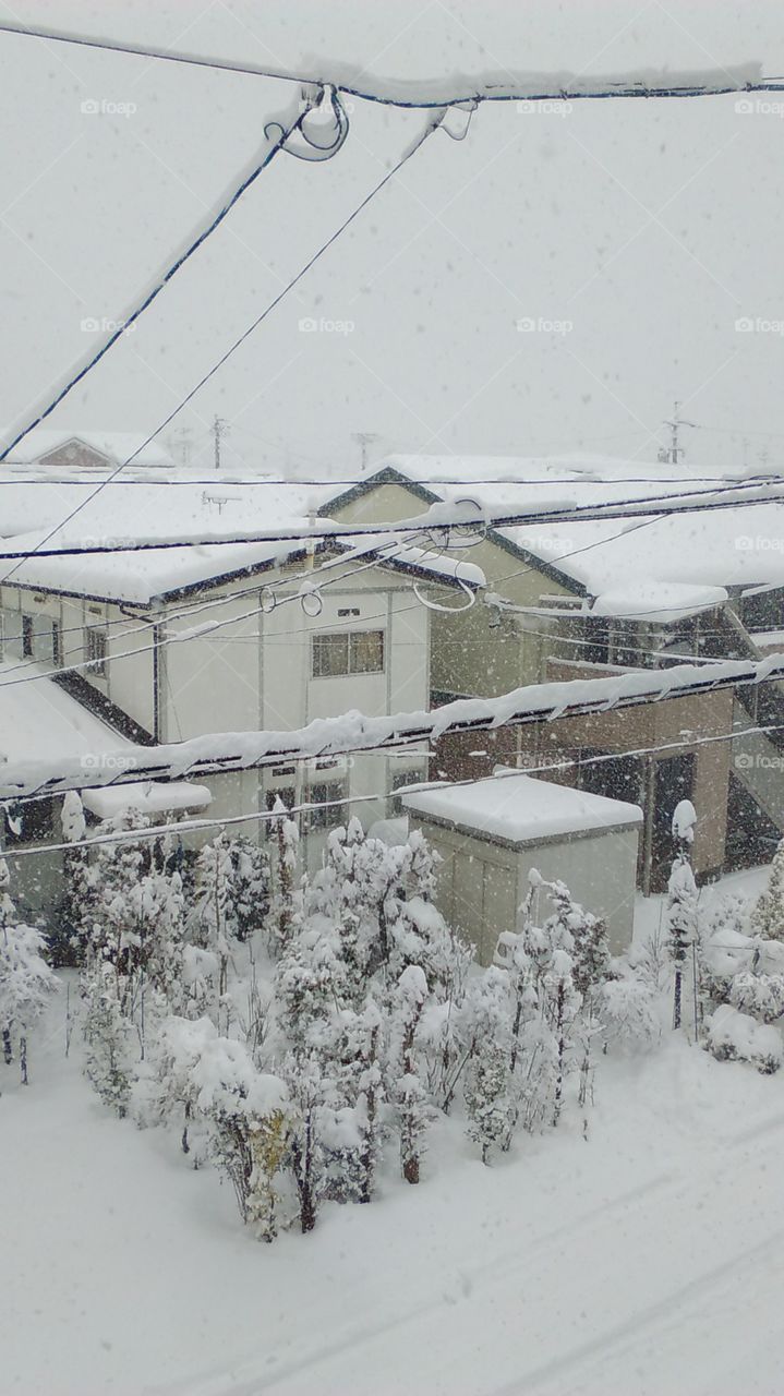 First snowfall in my neighborhood