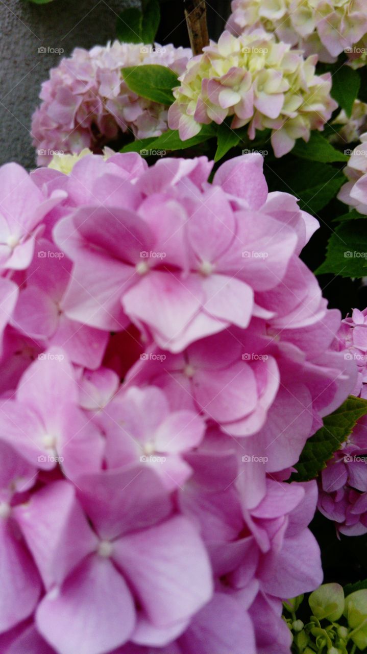 hydrangea