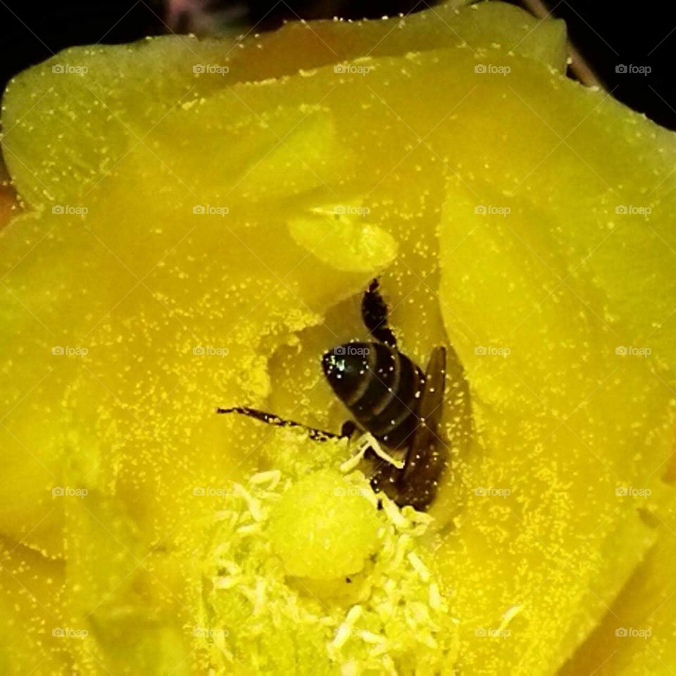 Beautiful bee on yellow cactus flower.