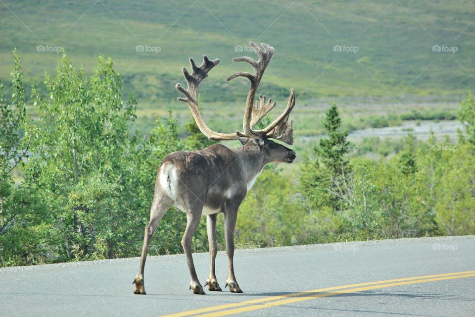 caribou