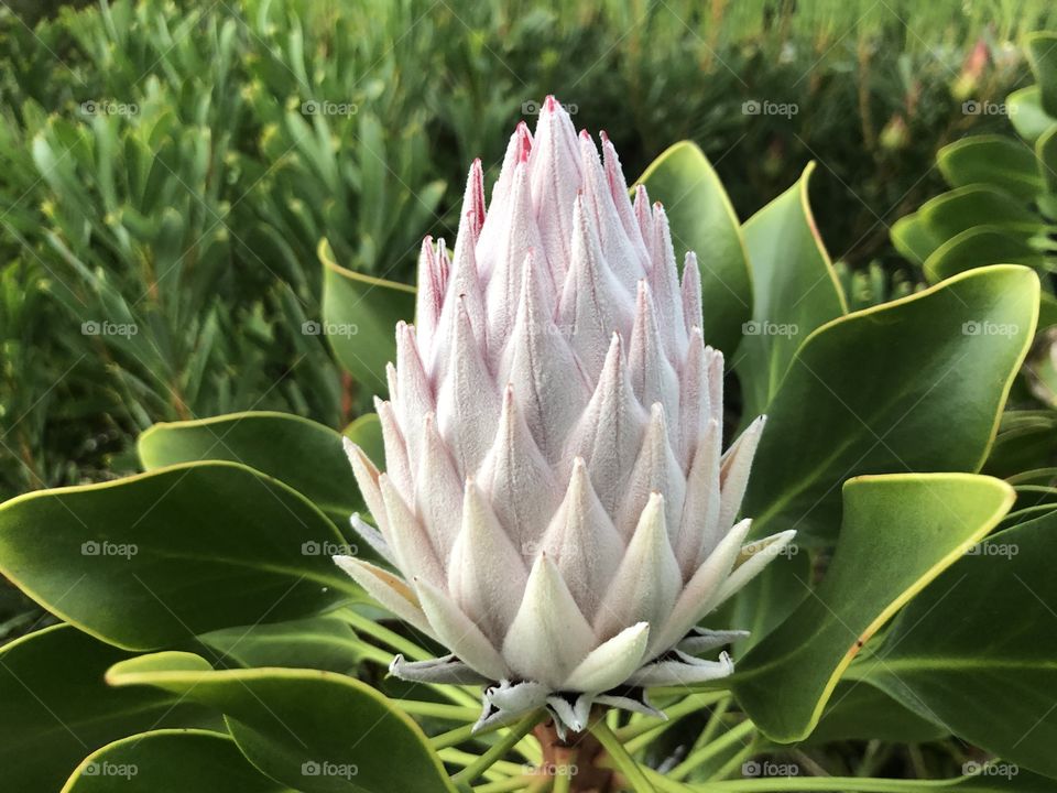 Beautiful white protea 