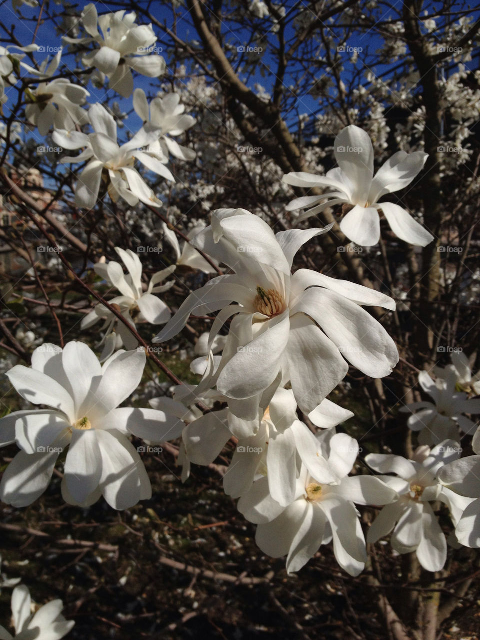 spring nature flower white by paulamarita