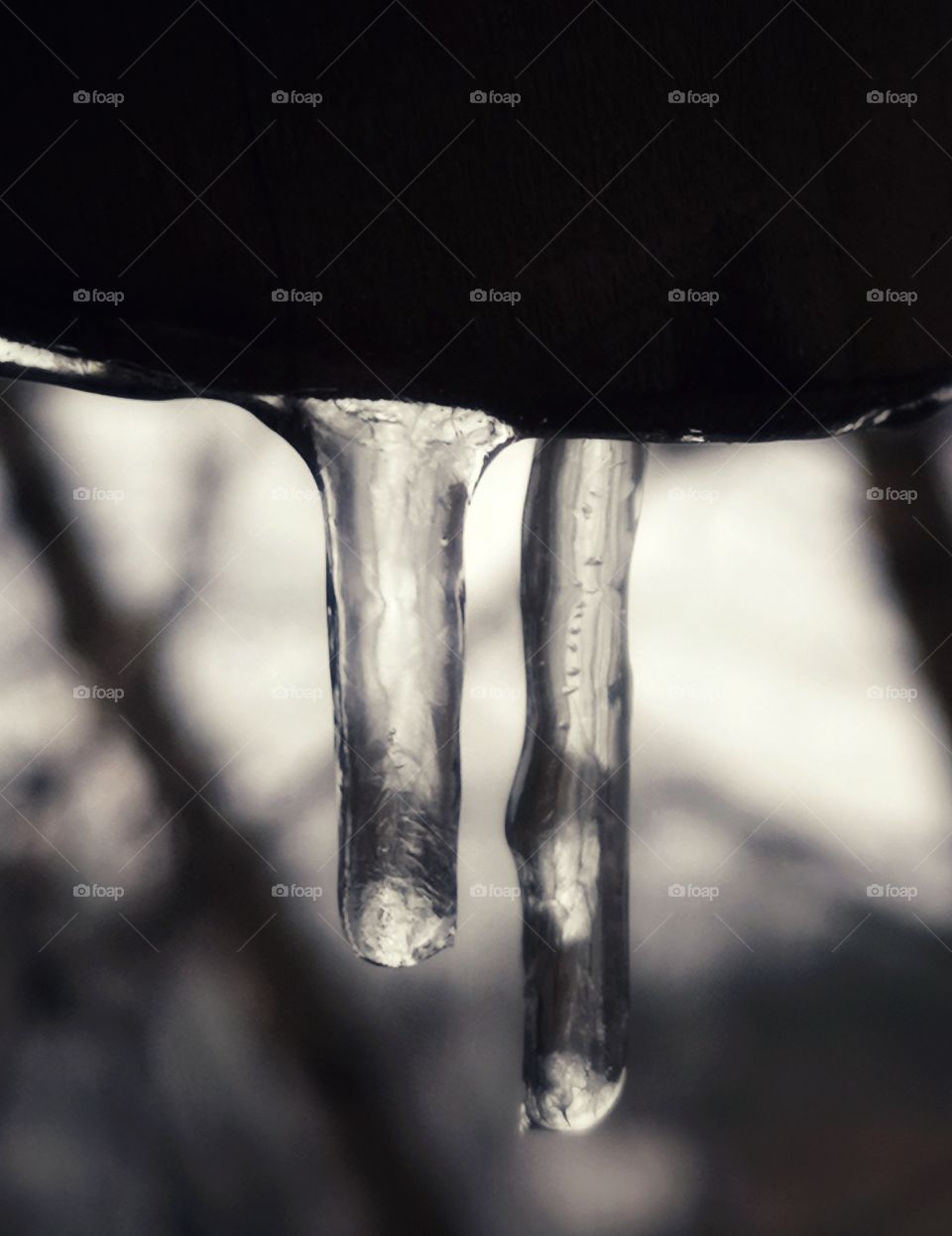 Winter icicles